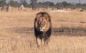 Cecil_the_lion_in__3388298b
